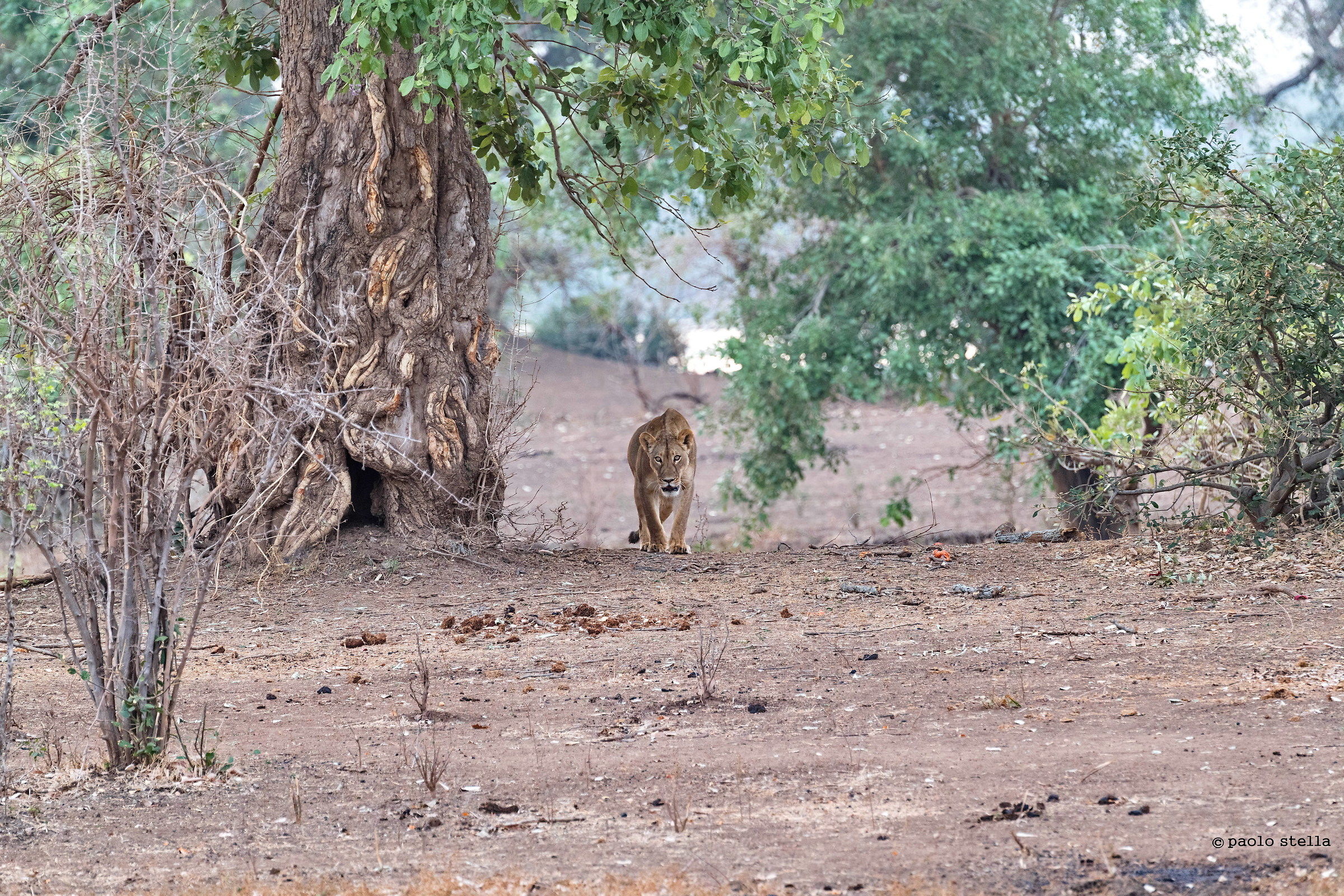 la leonessa a caccia dei licaoni