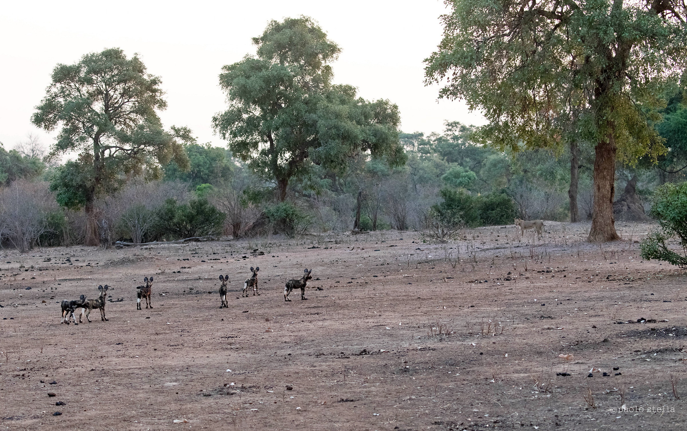 incontro leonessa e licaoni
