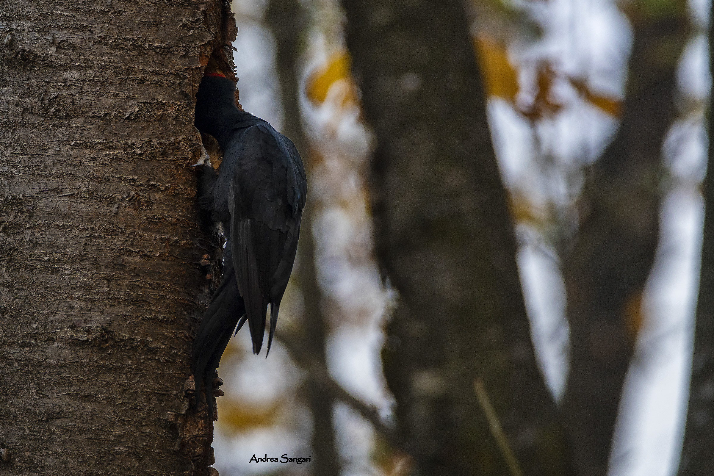 Il controllo del nido