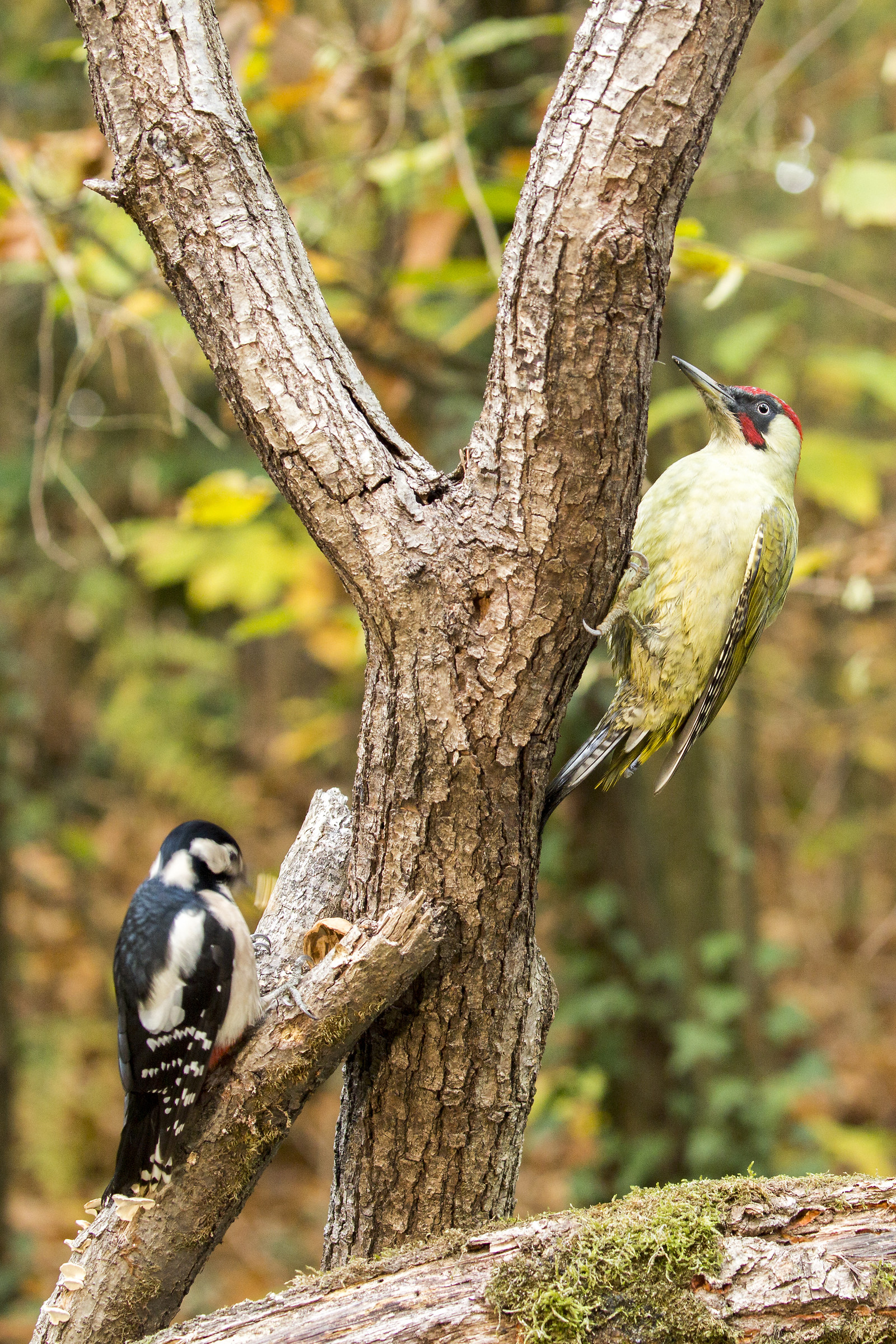 Finalmente entrambi!
