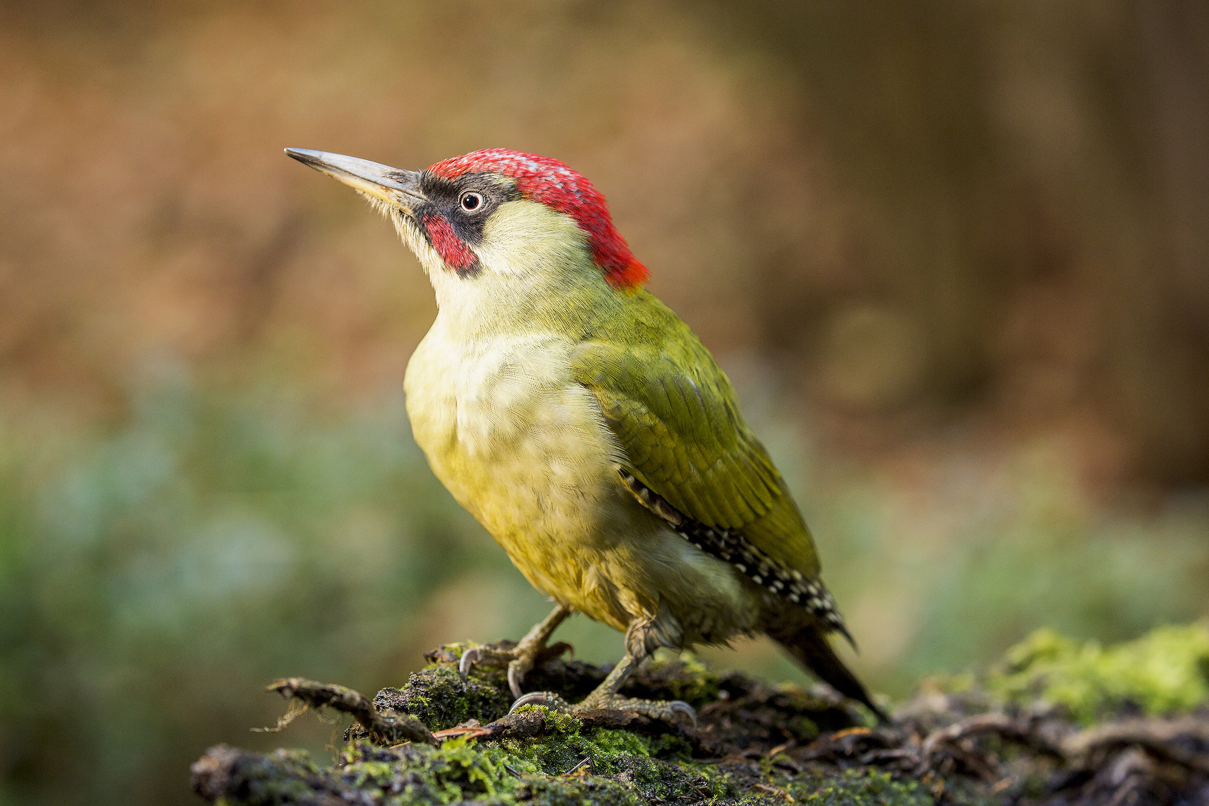 Verde in tutto il suo splendore