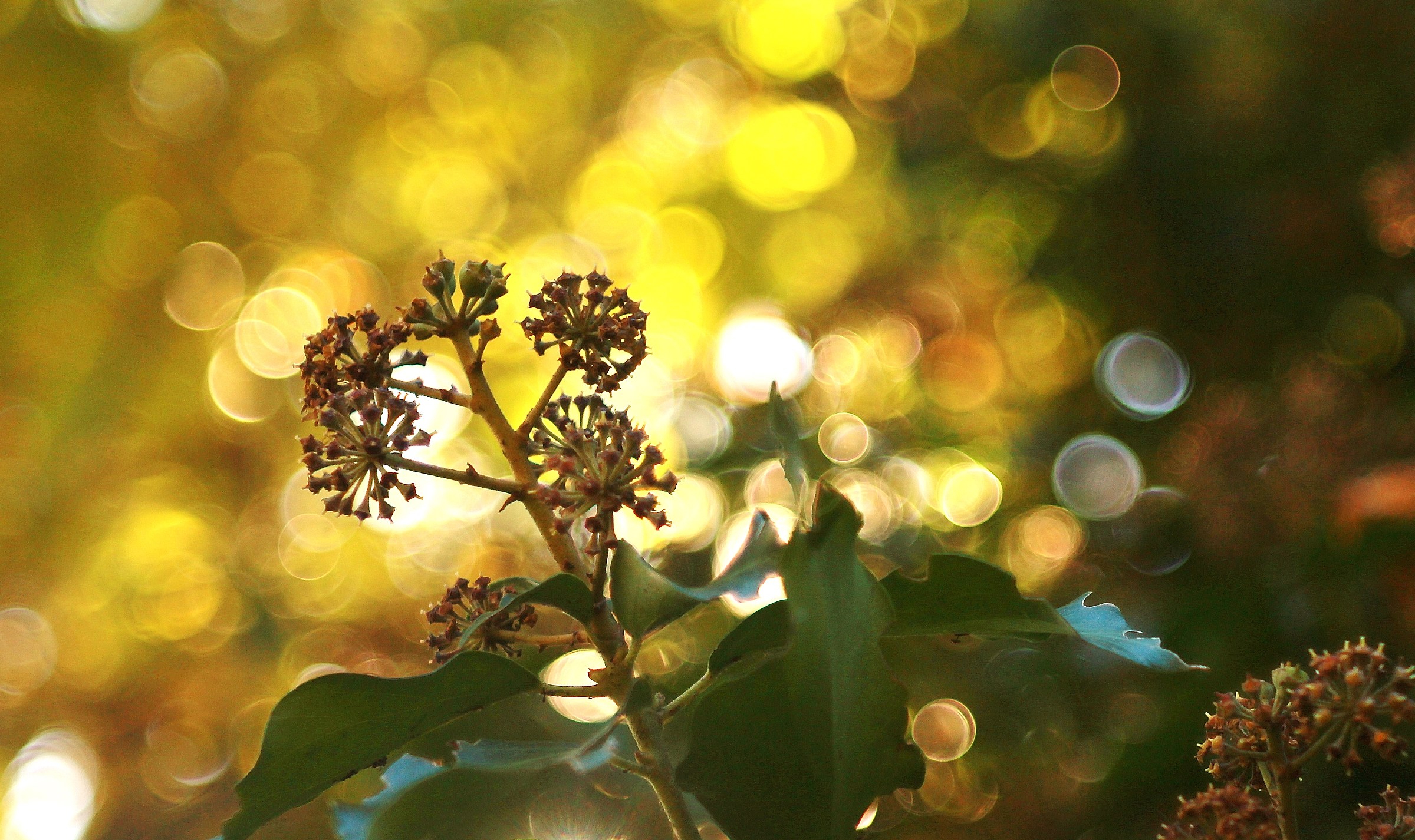 ottobre: foglie e luce