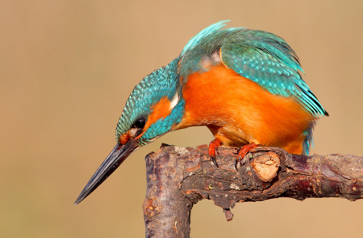 Kingfisher