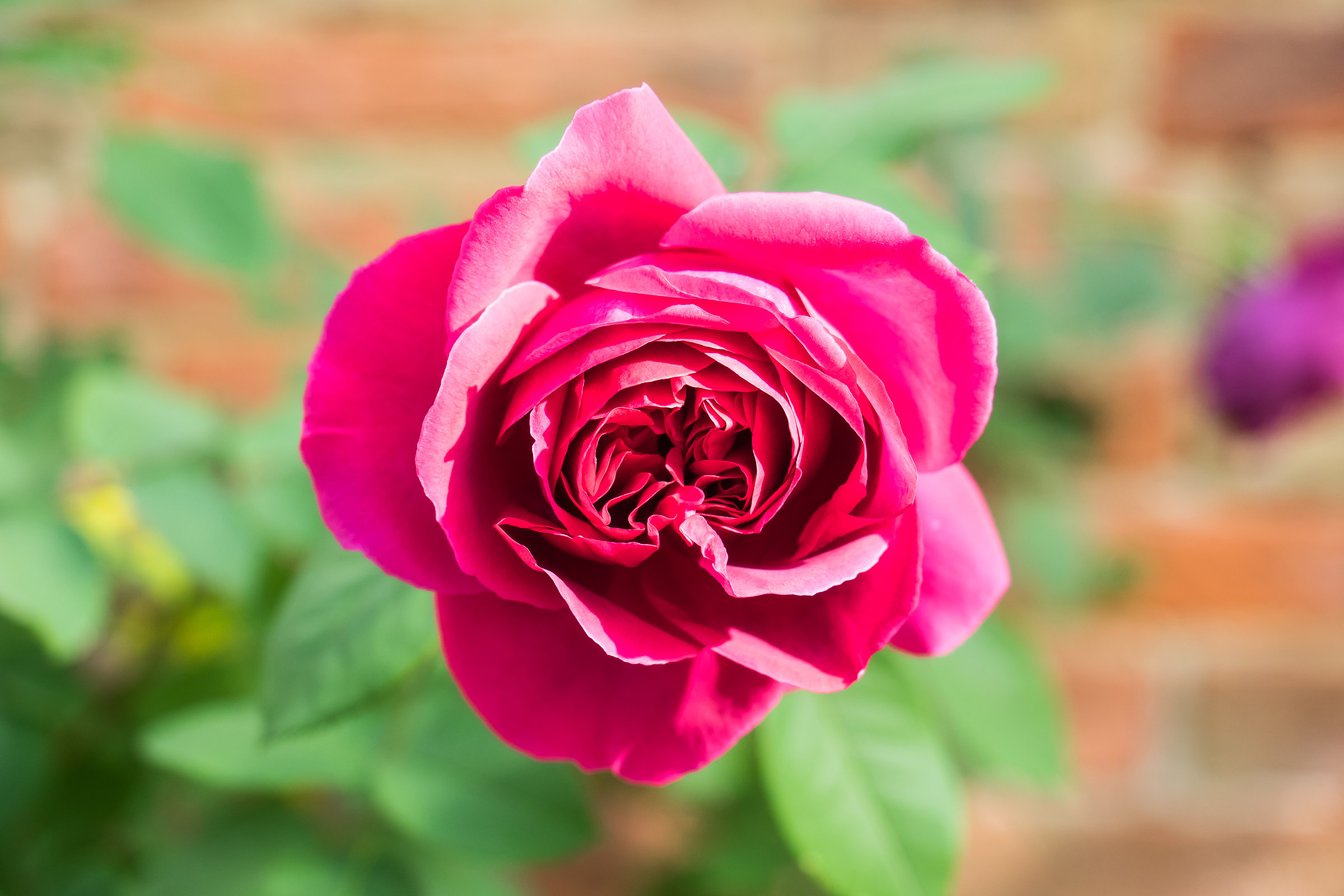 Rosa
