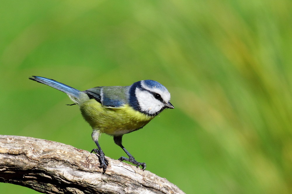 cinciarella (Cyanistes Caeruleus)