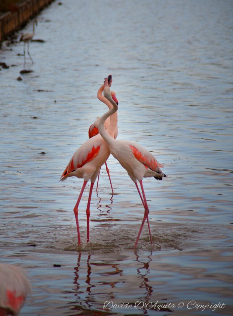 Flamingos