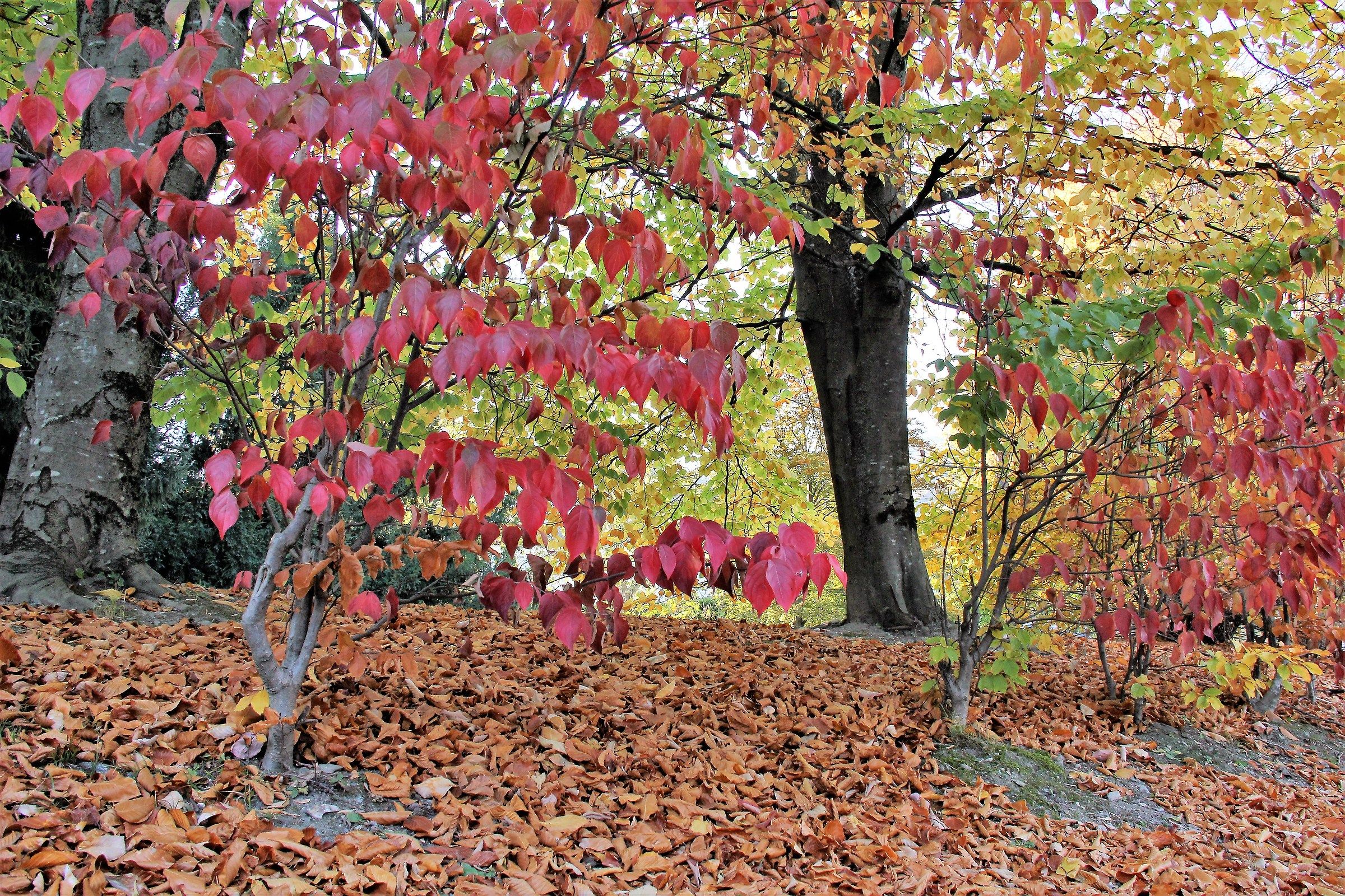 ... and hear the crunch of dry leaves