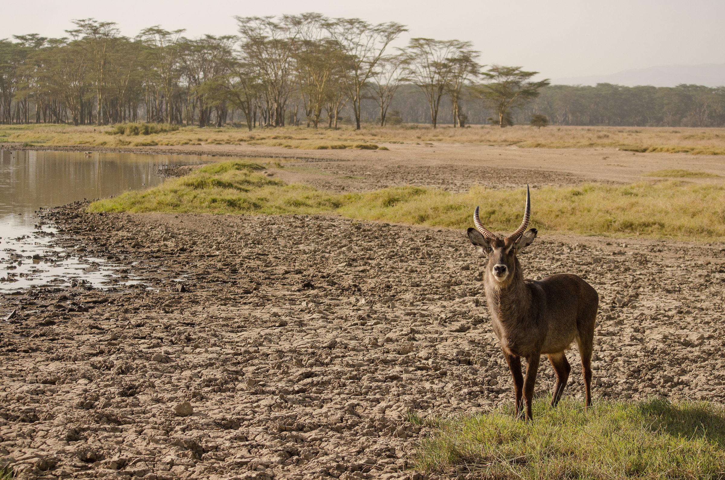 Waterbuck, Kobus ellipsiprymnus