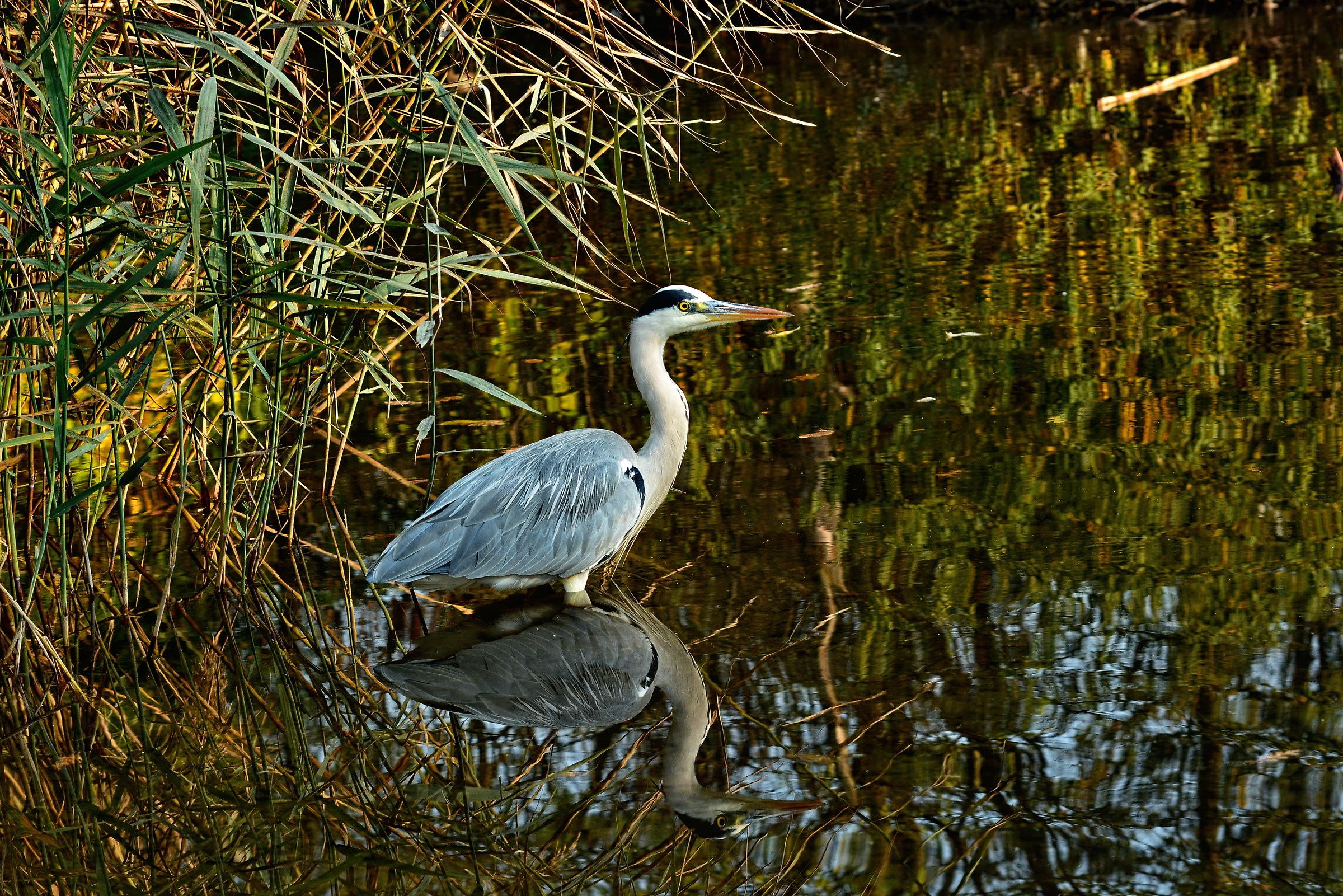 heron