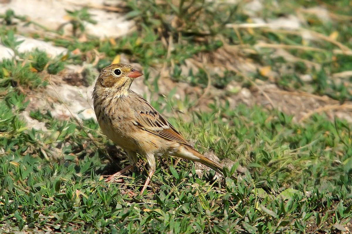 ortolano