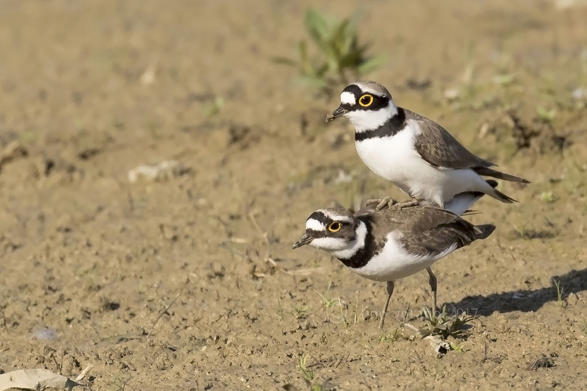 Corriere piccolo ( Charadrius dubius)