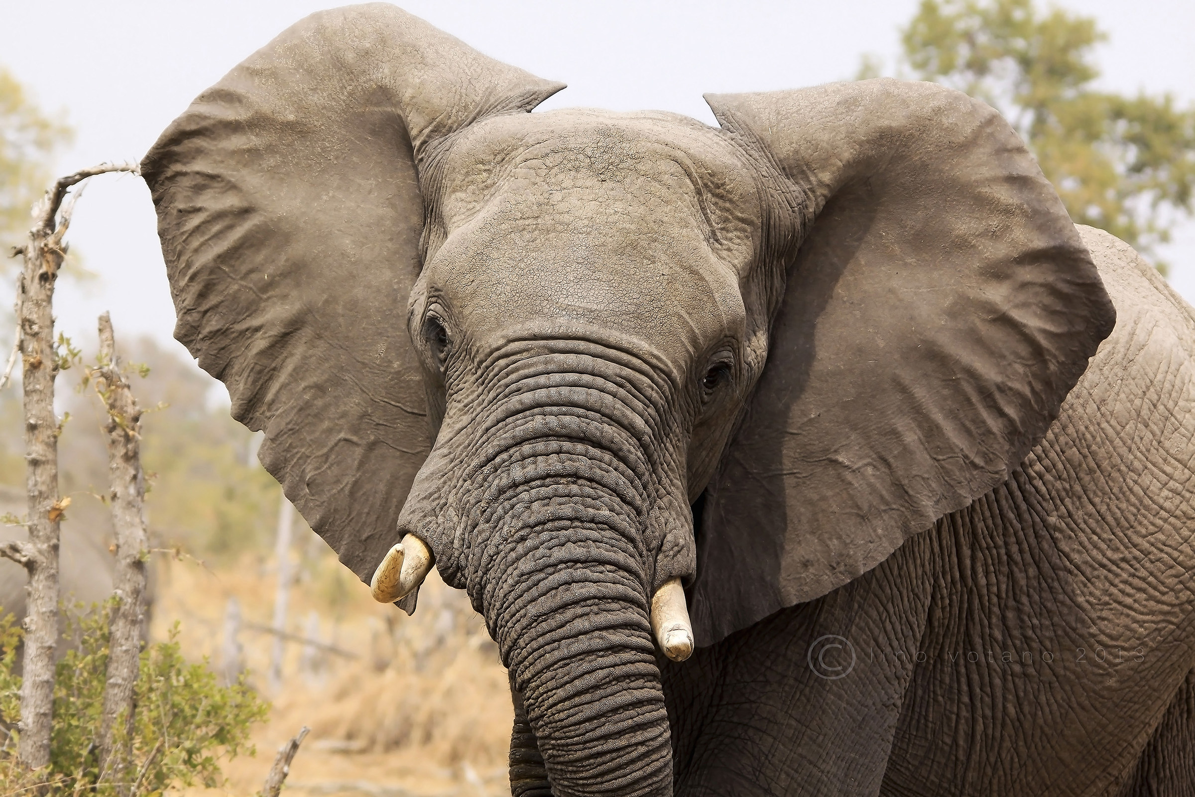 Close Encounter - Botswana