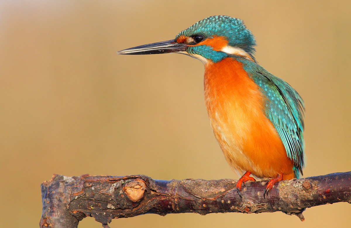 Kingfisher