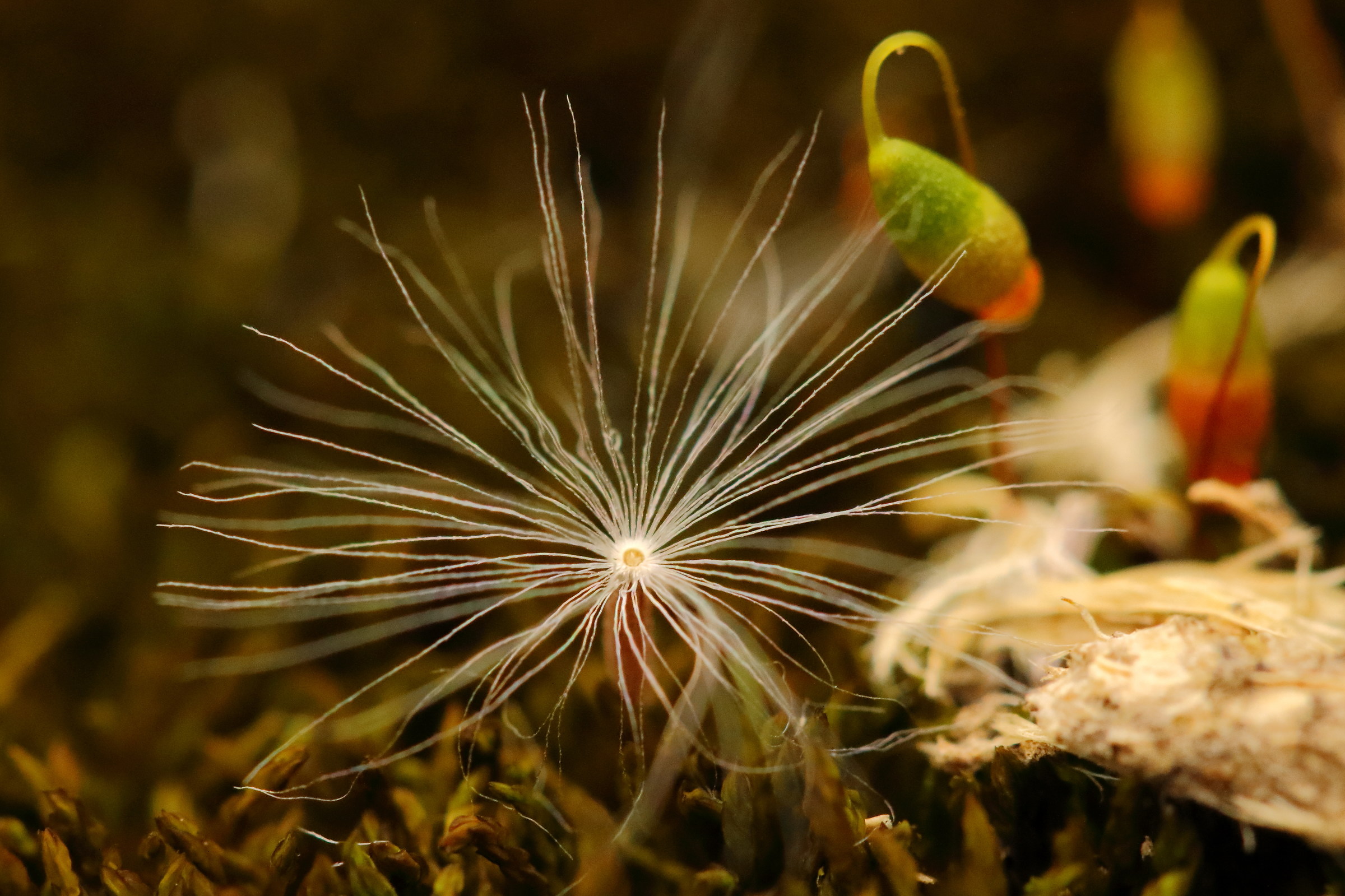 Seeds transported by the wind