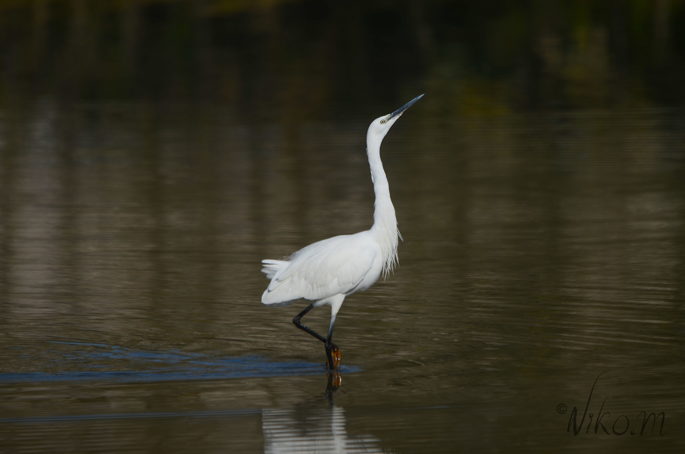 Guarda come poso.....