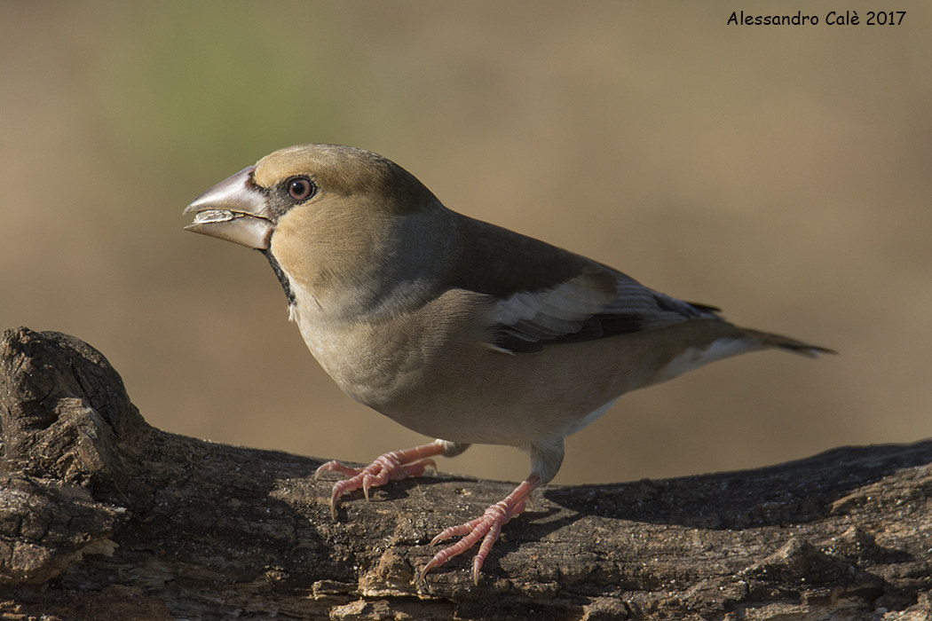 Coccothraustes coccothraustes (Frosone) 3815