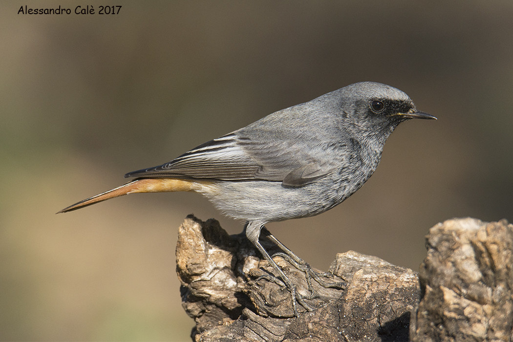 Phoenicurus ochruros (Codirosso spazzacamino) 3605
