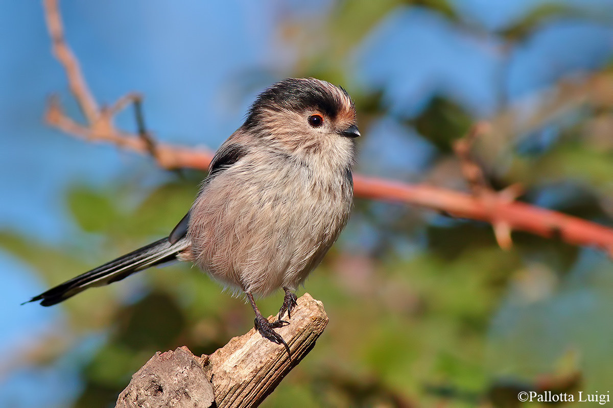 Codibugnolo (Aegithalos caudatus)