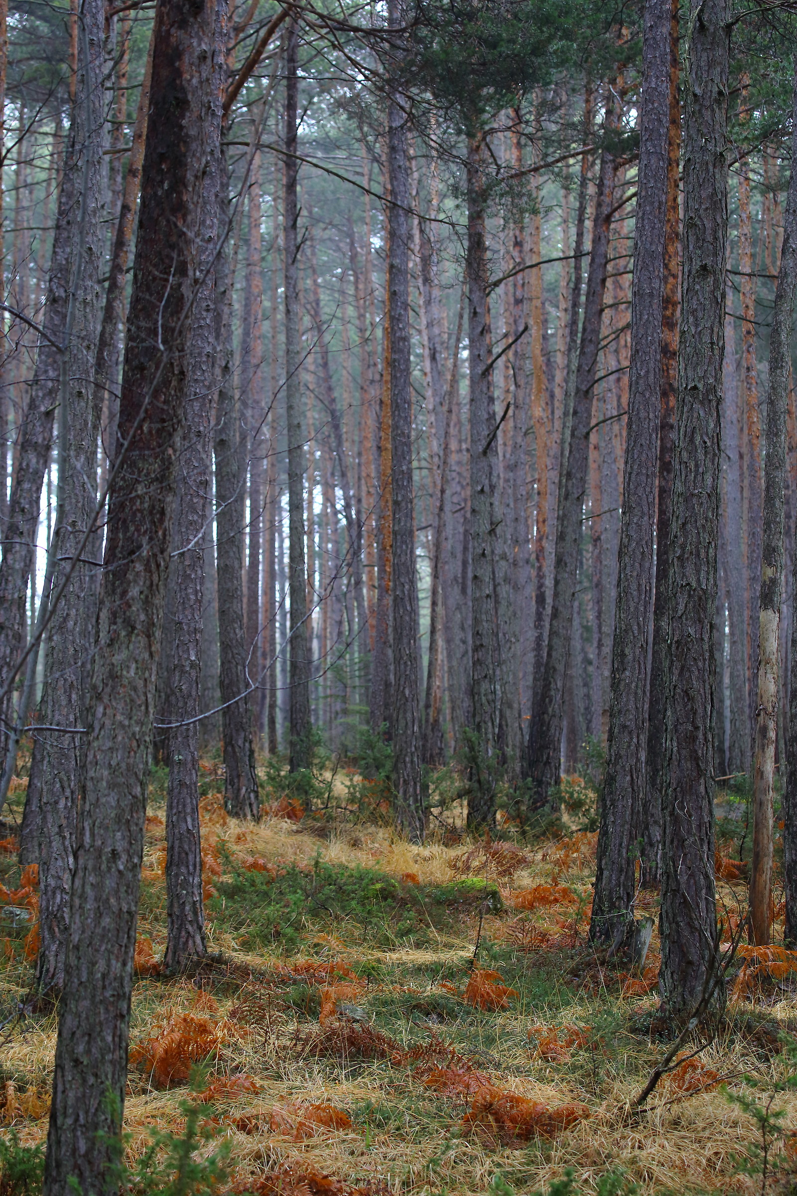 Autumn in the woods of San Genesio