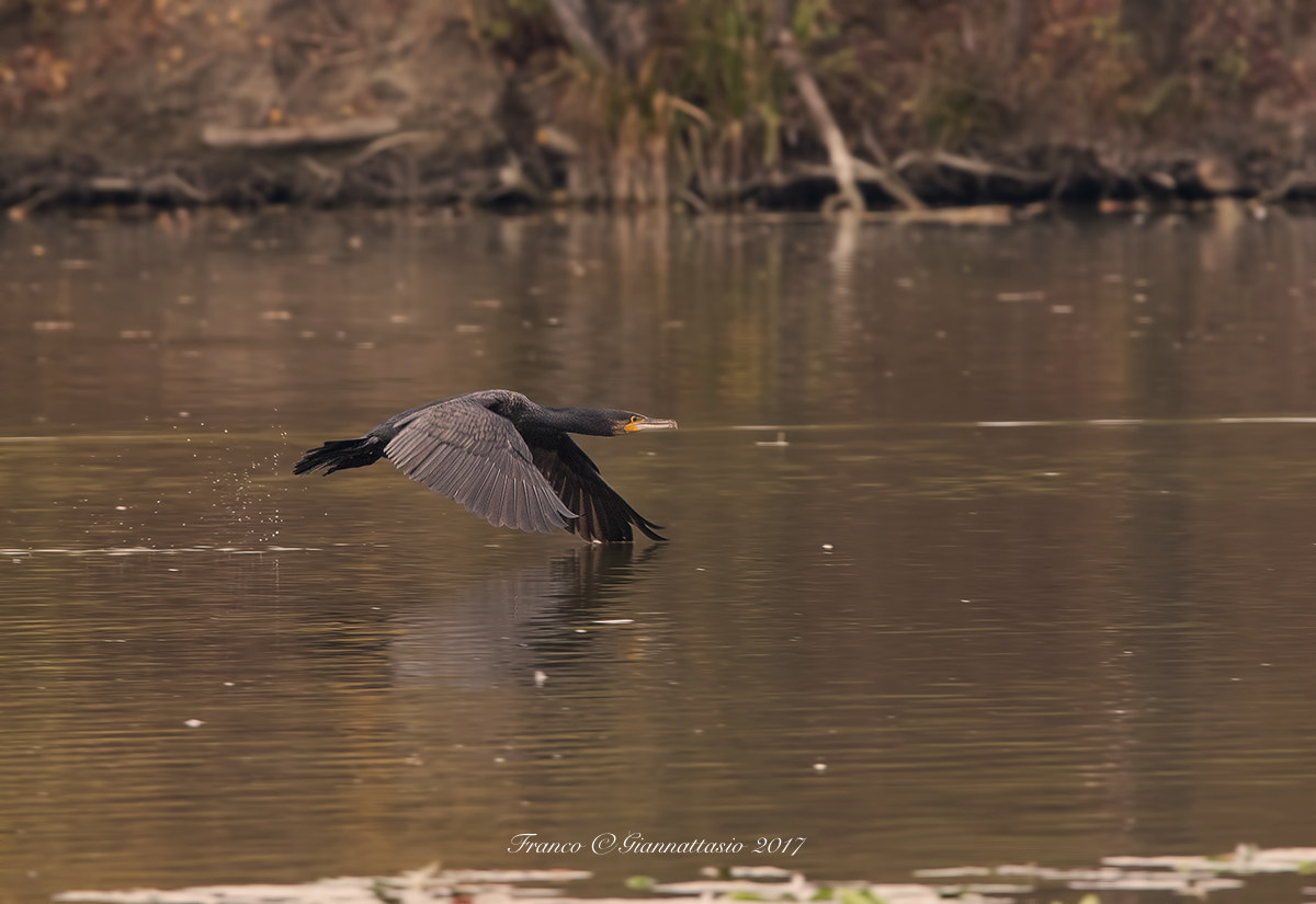 Cormorano a pelo d'acqua.