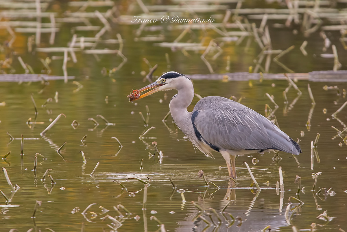 Cowberry with shrimp.