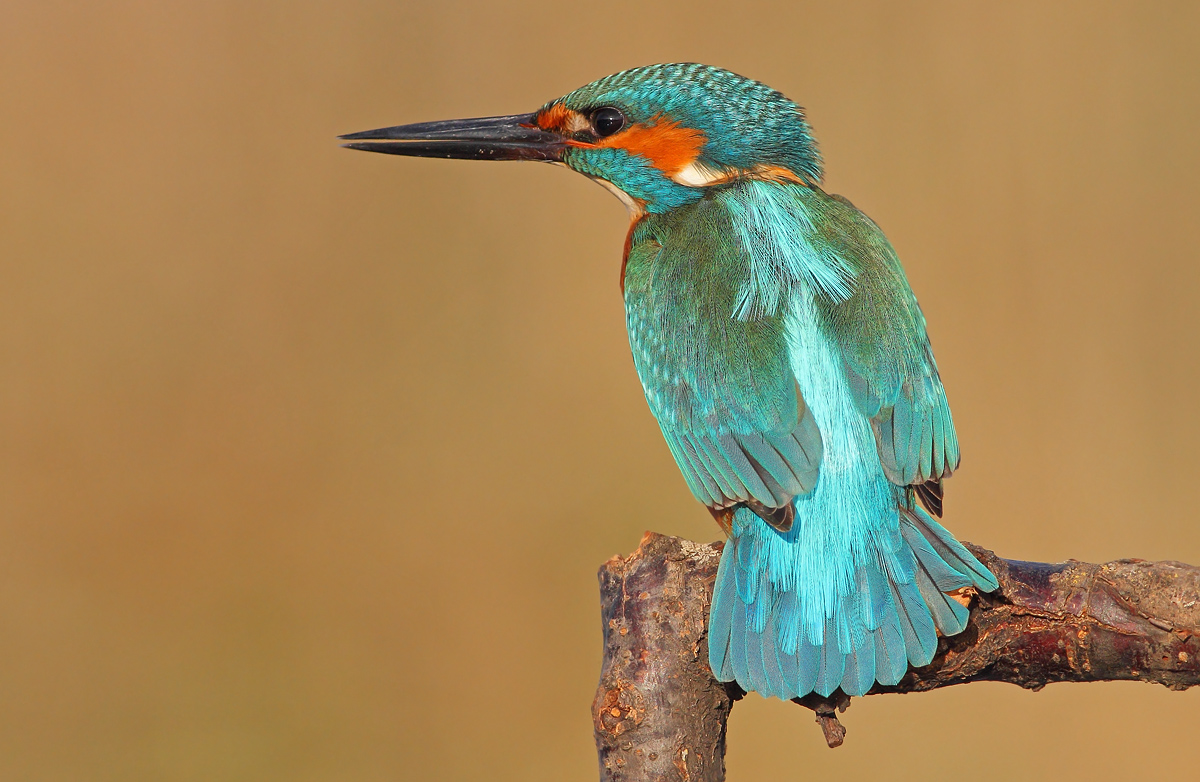 Kingfisher