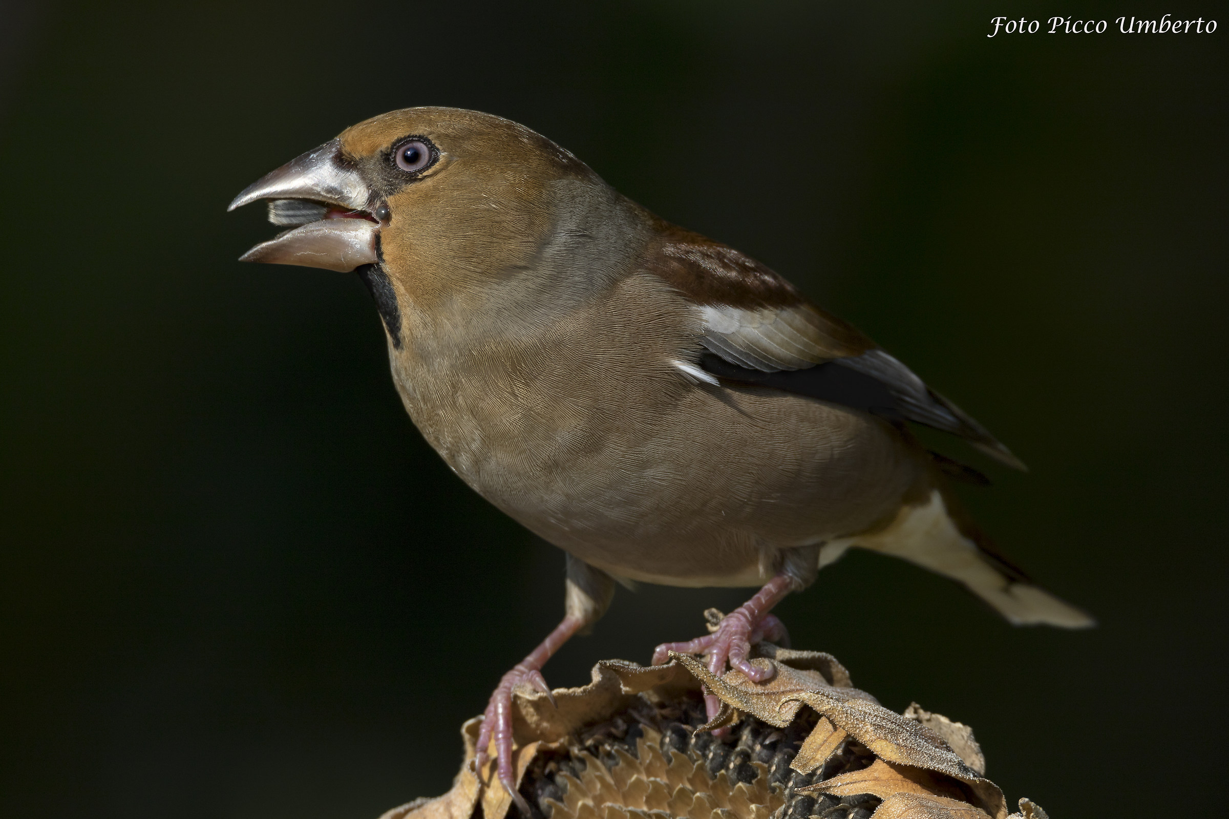 frosone su sfondo nero
