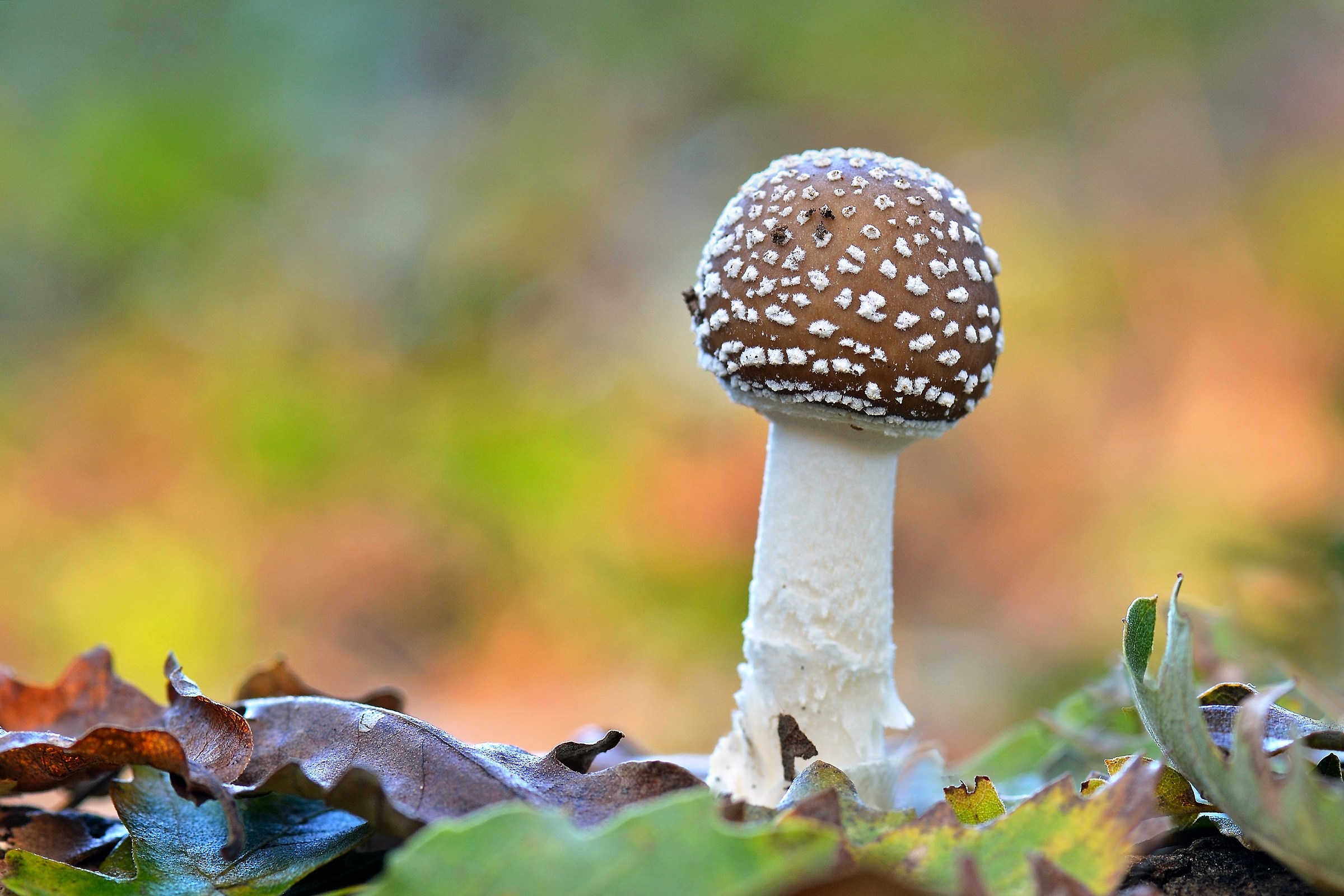 Amanita pantherin