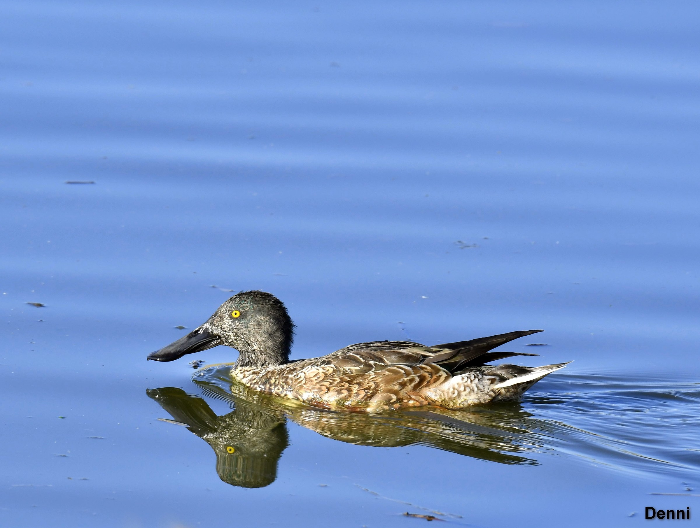 female first concealed