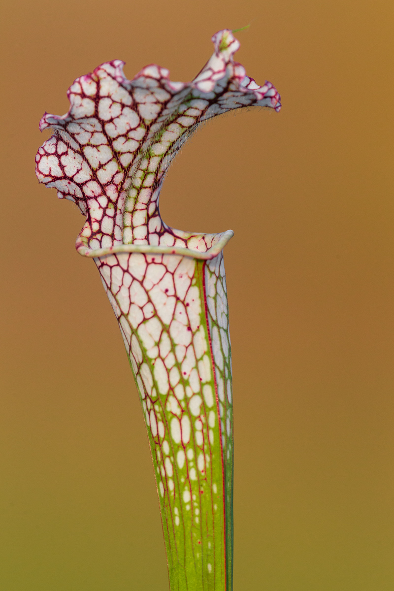 Sarracenia leucophylla var. typical ...
