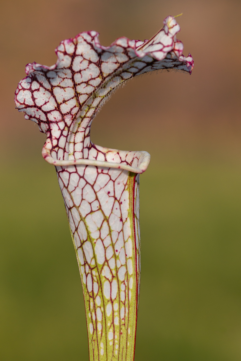 Sarracenia leucophylla var. typical ...