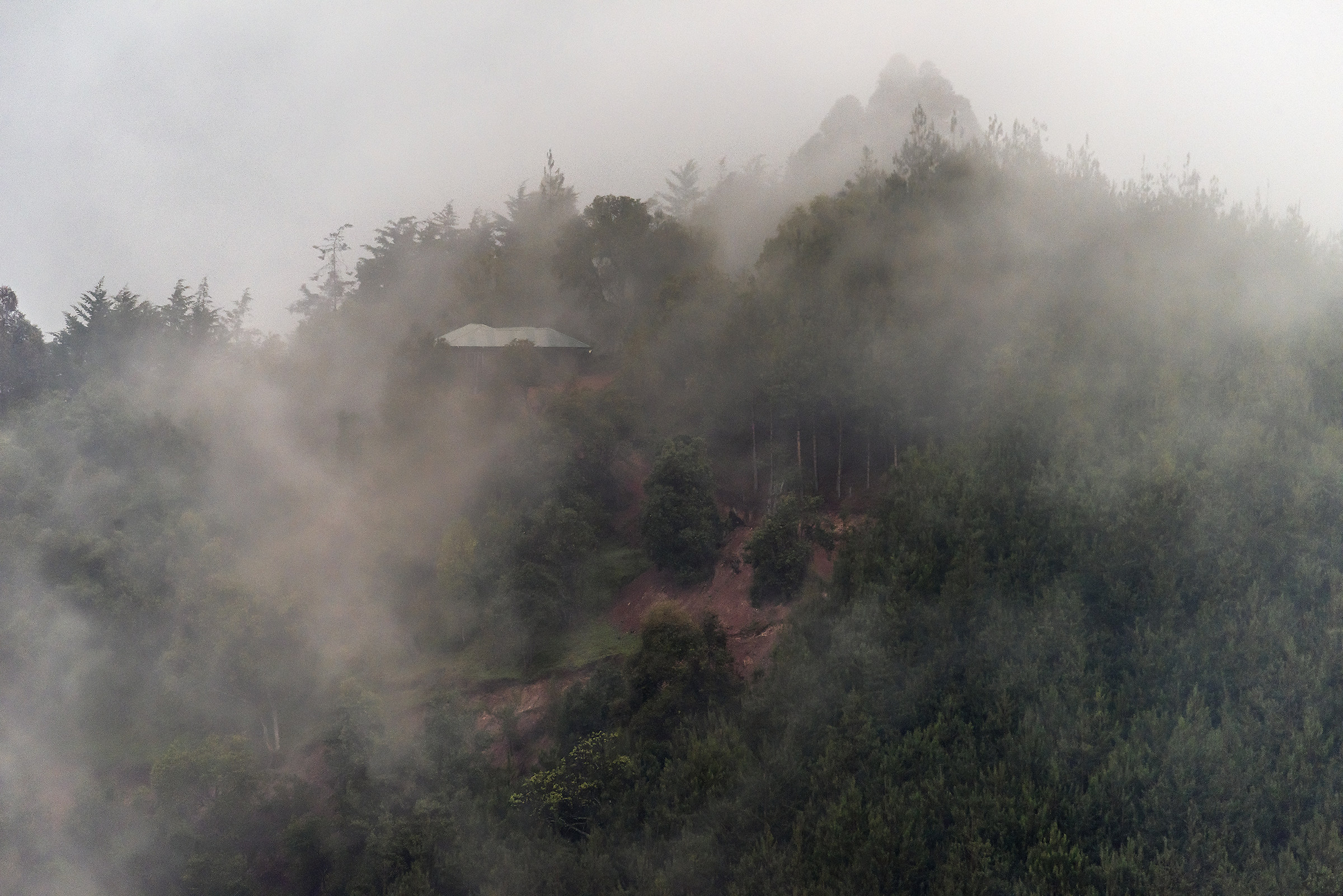 Nebbie sulla foresta