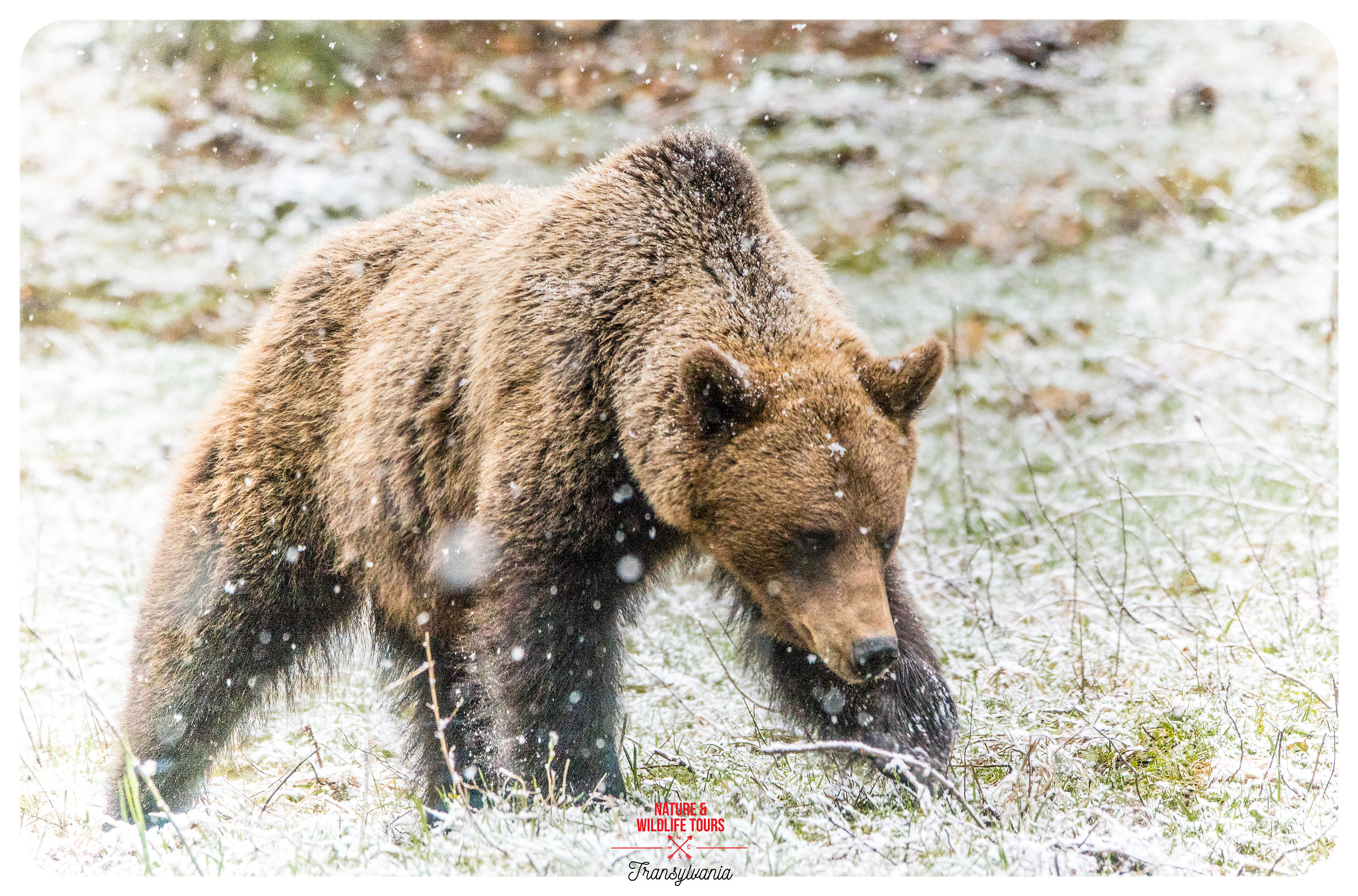 Bow down - Inchinarsi