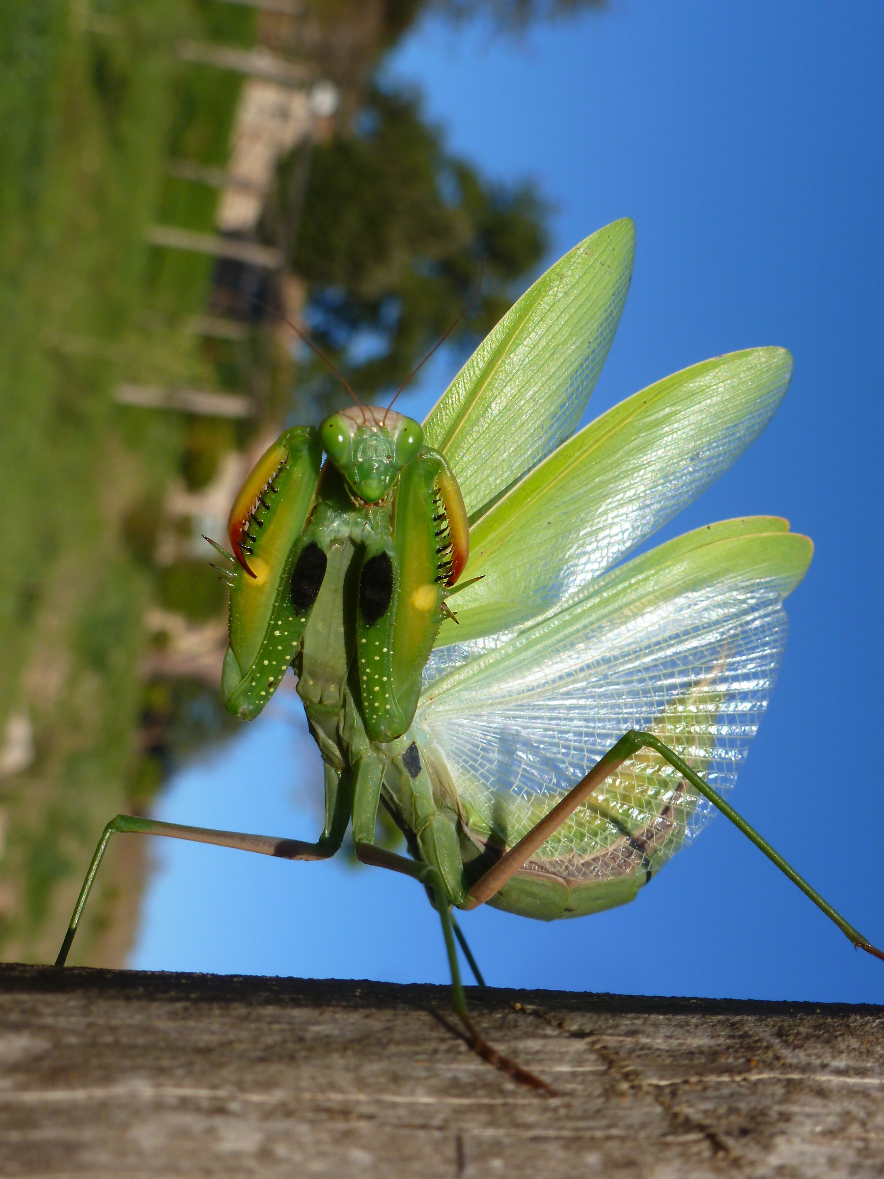Mantis in defensive position