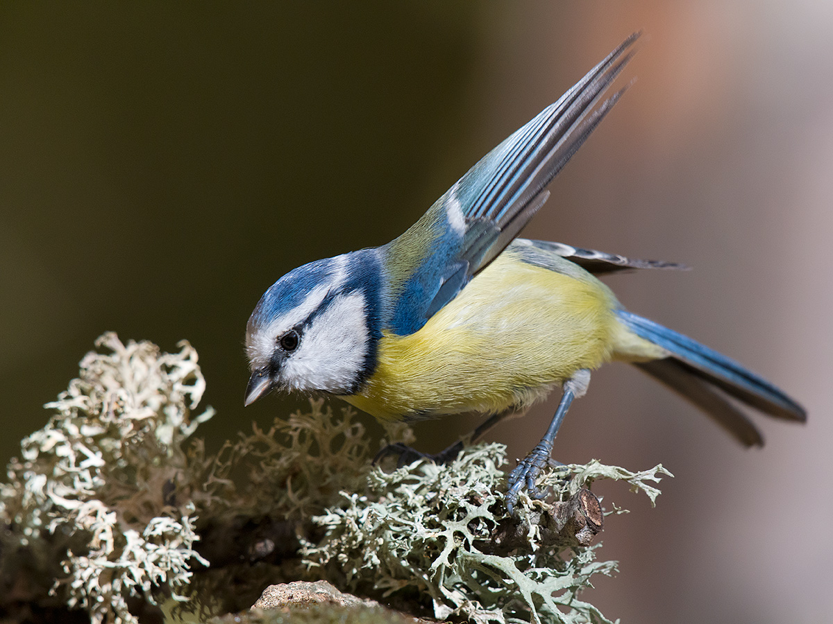 Equilibrist Cinciarella
