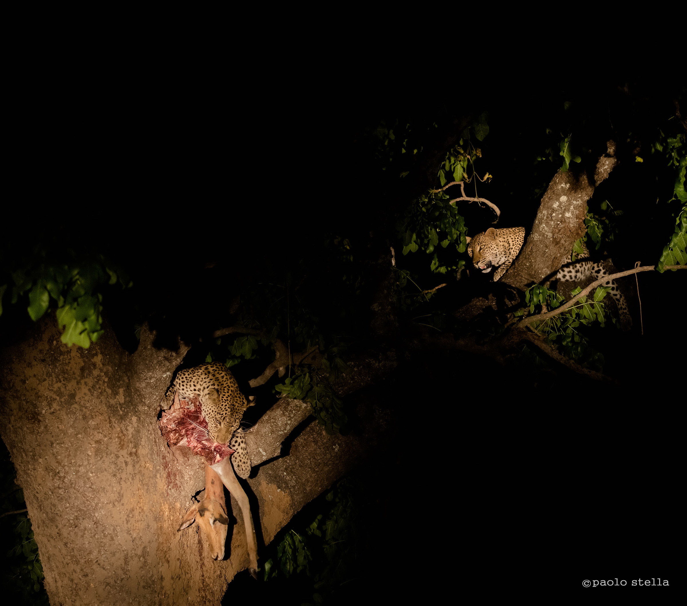 prevailing contention