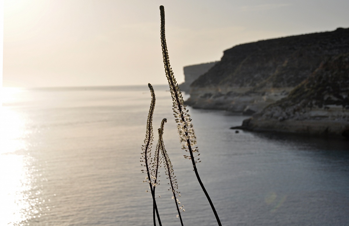 Lampedusa