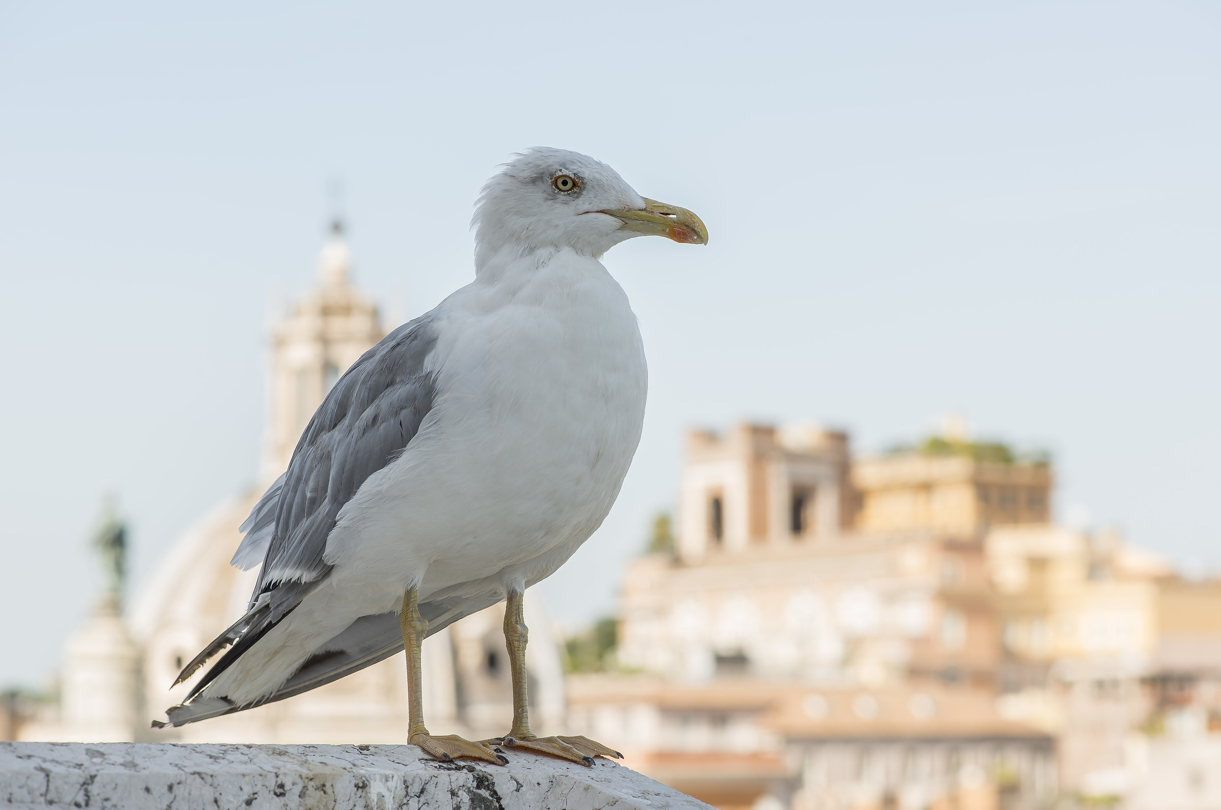 Roman gull