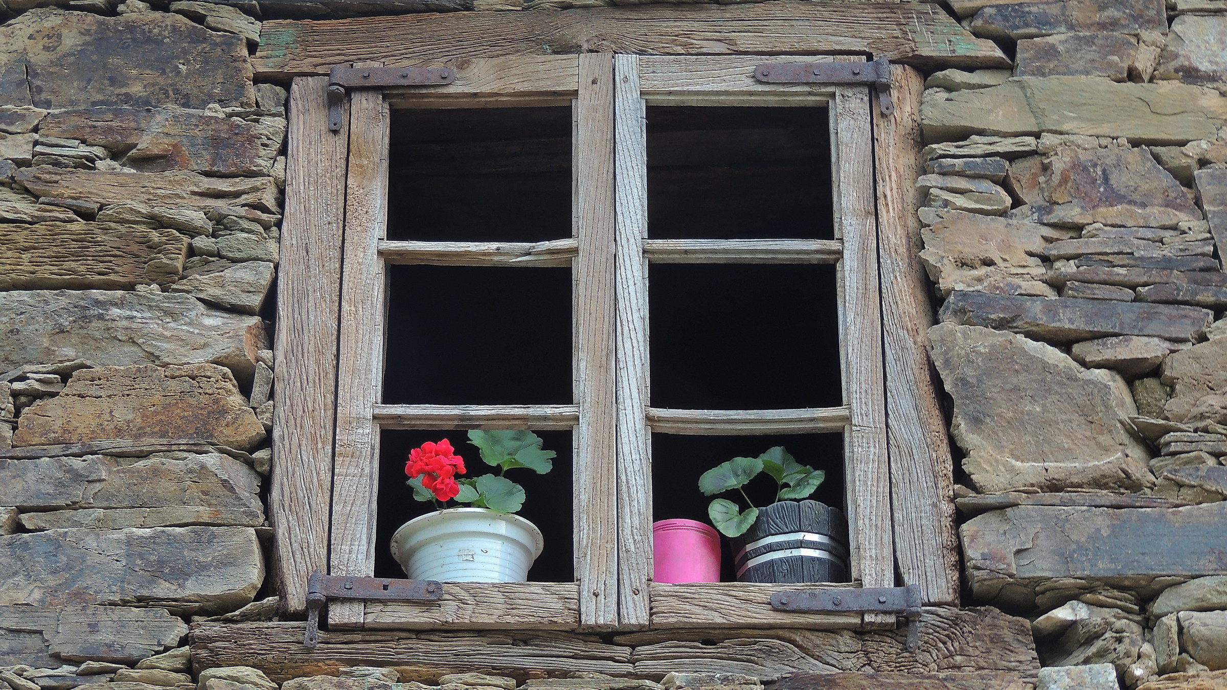 Even in a ruin you can observe life