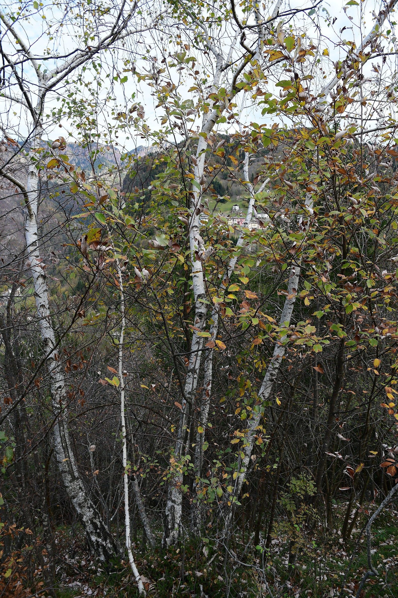 Baresi dalla valle del drago in autunno