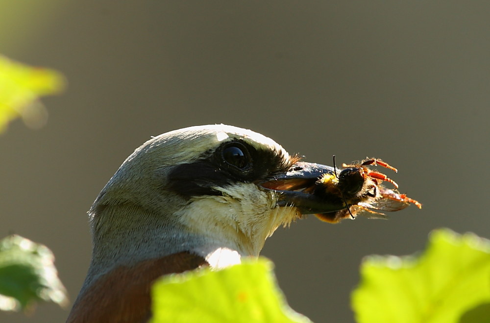 Go over it with bumblebee