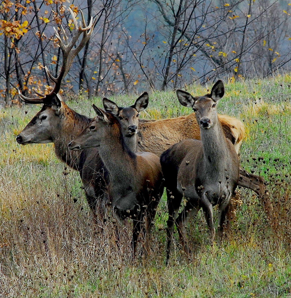 Family deer mount s.