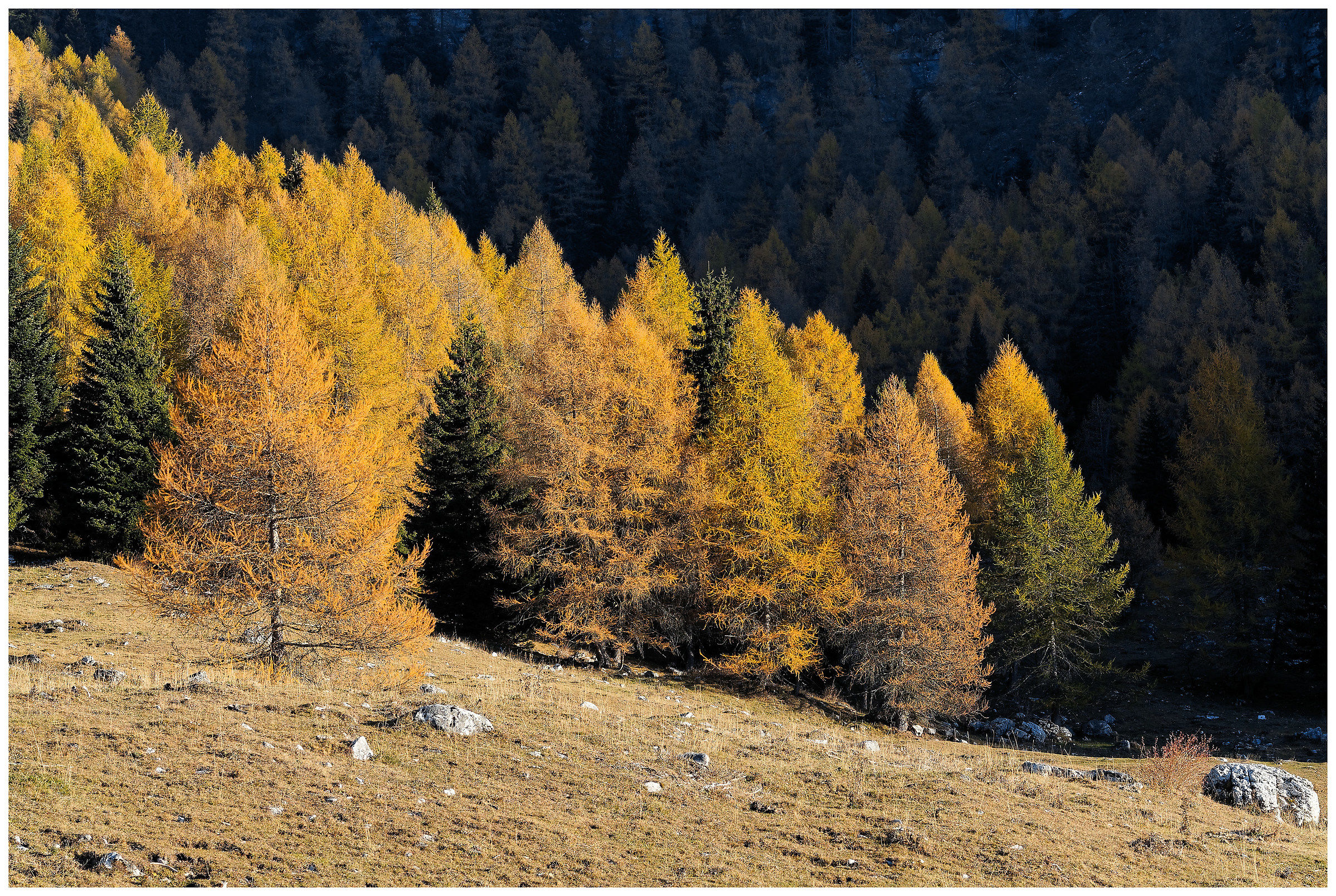larches in Malga Costoni