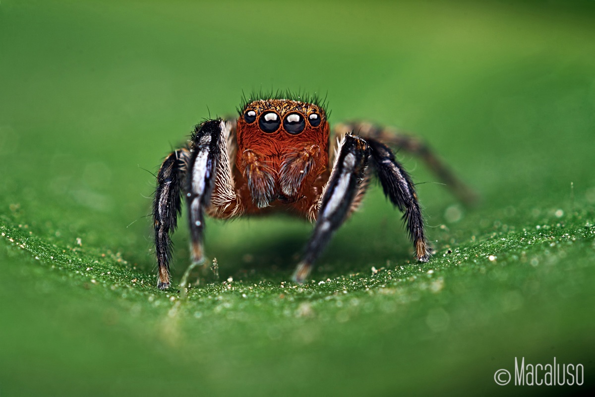 euophrys rufibarbis (male)