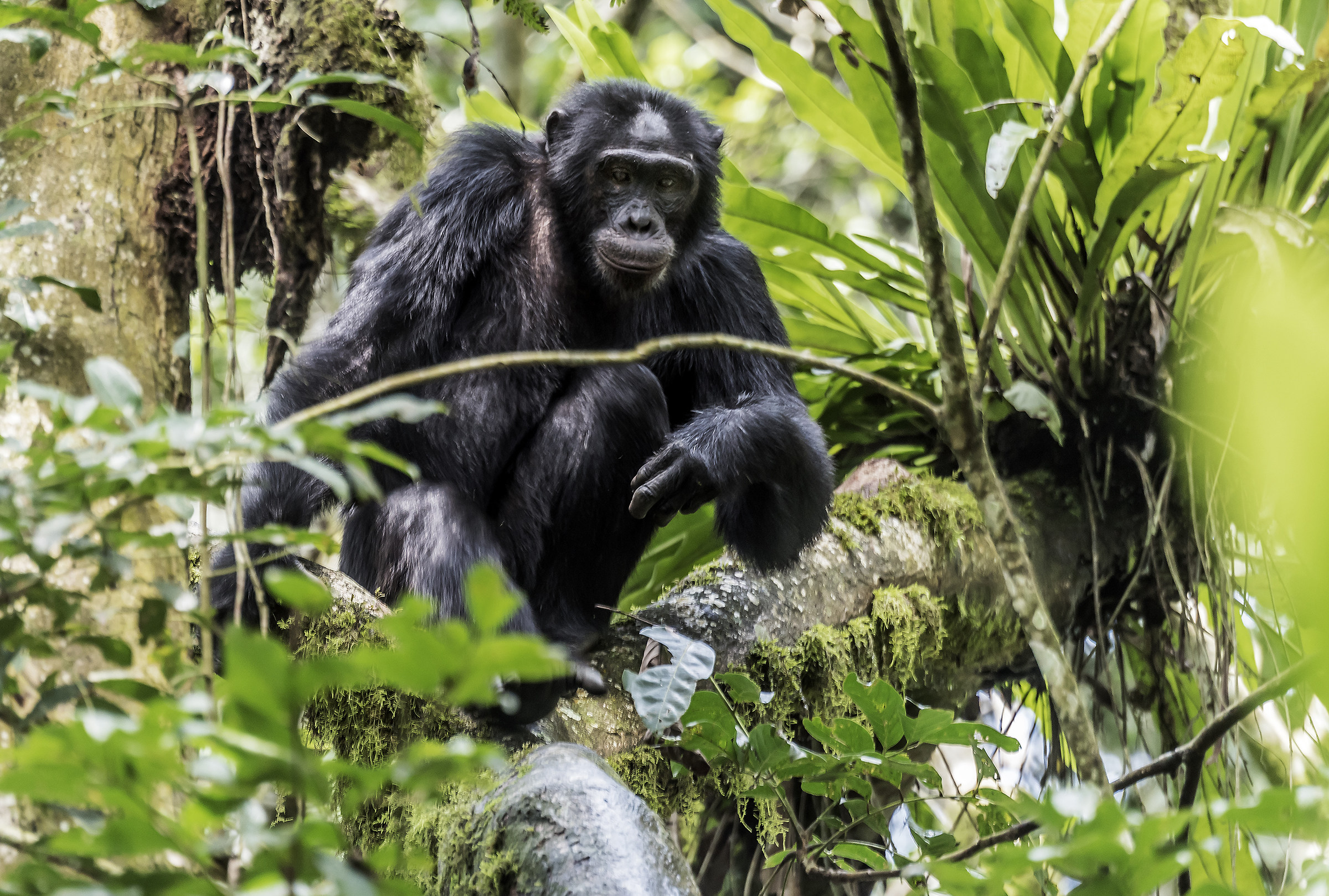 Scimpanze' - Kibale, Uganda