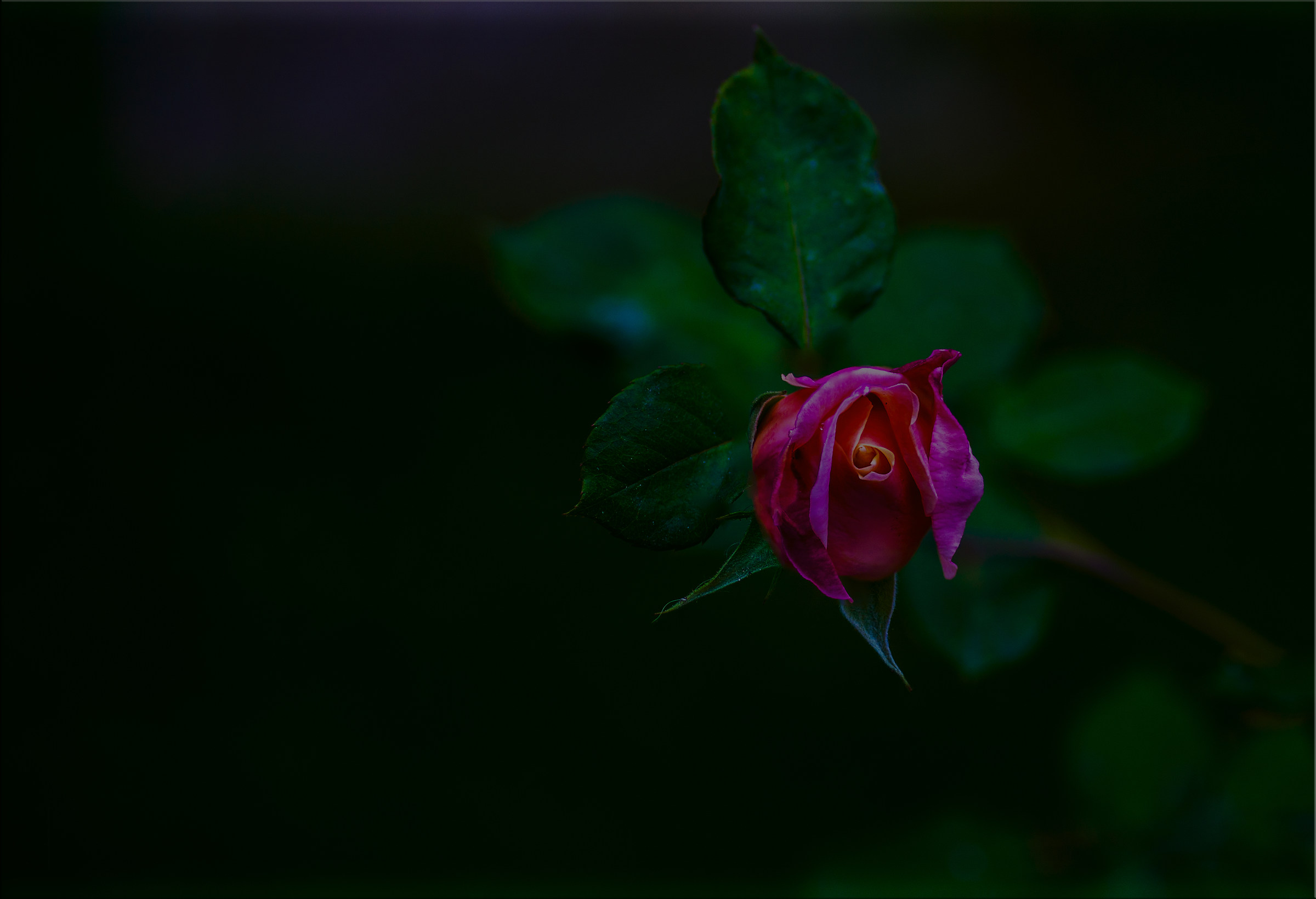 rosellina con foglie