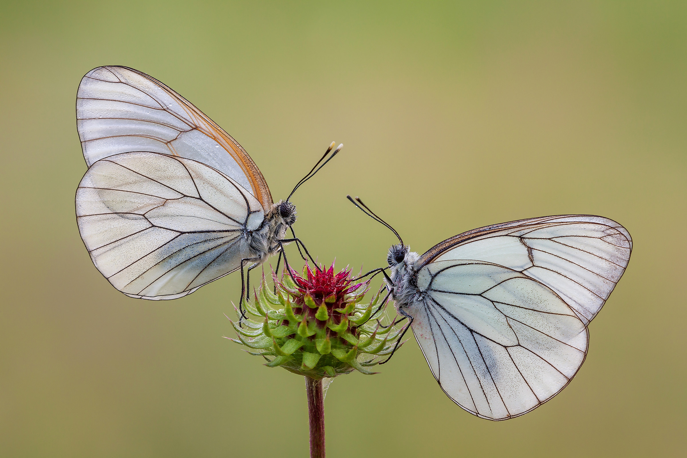 Aporia crataegi (Linnaeus, 1758)