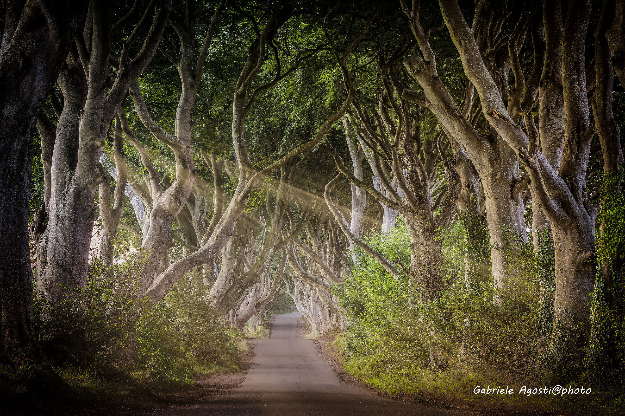 The Dark Hedges