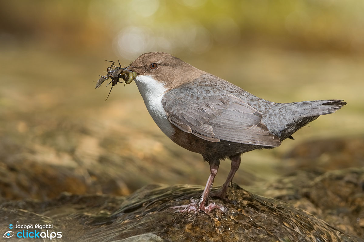 merlo water with imbecile