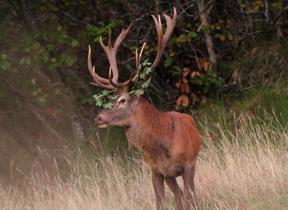 Cervo Laureato (acerato)